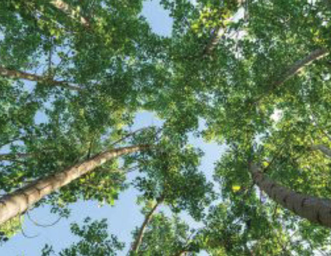 Reducing Greenhouse Gas Emissions